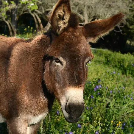 Glicine Анкона