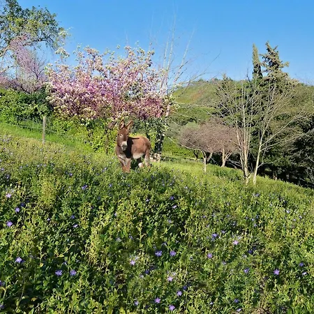 Glicine Отель типа 