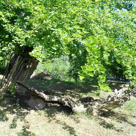 Glicine 3* Анкона