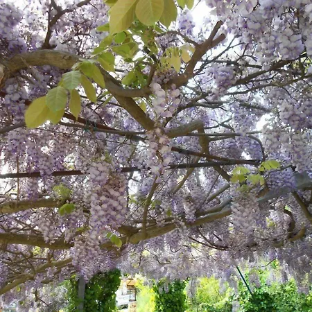 Glicine Отель типа 