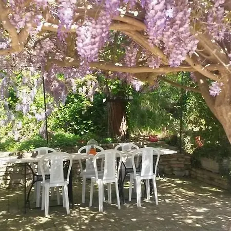 Glicine Анкона