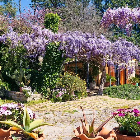 Glicine Анкона