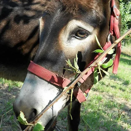 Glicine Анкона