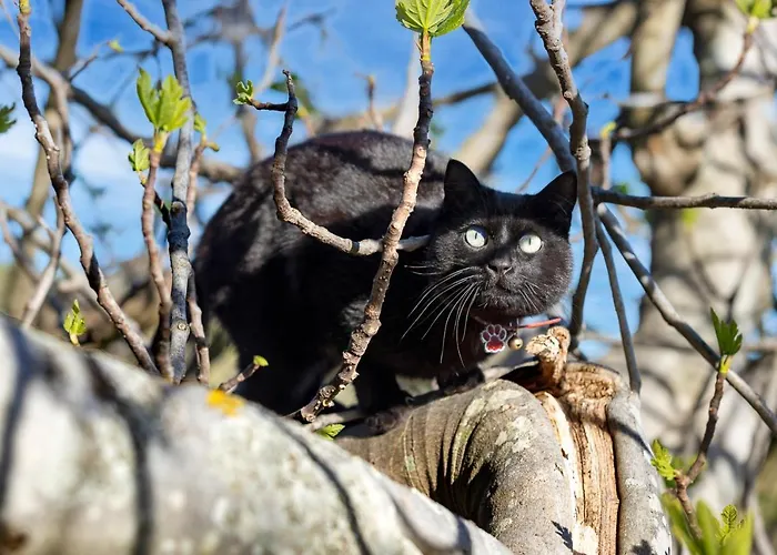 Bed & Breakfast Glicine Ancona