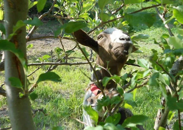 Bed & Breakfast Glicine 3*