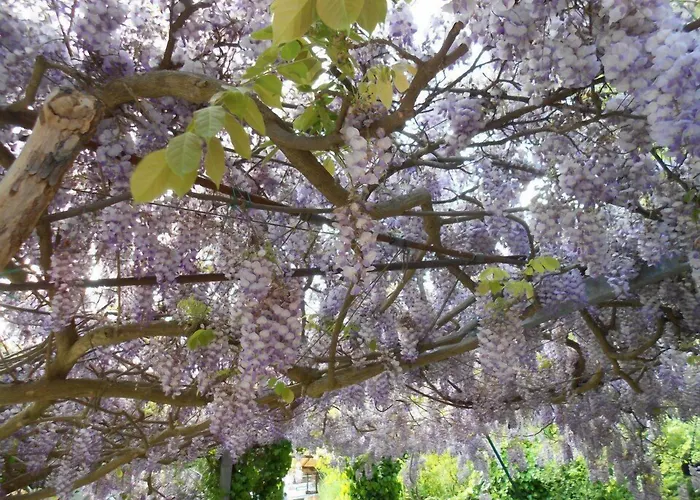 Glicine Bed & Breakfast 3*