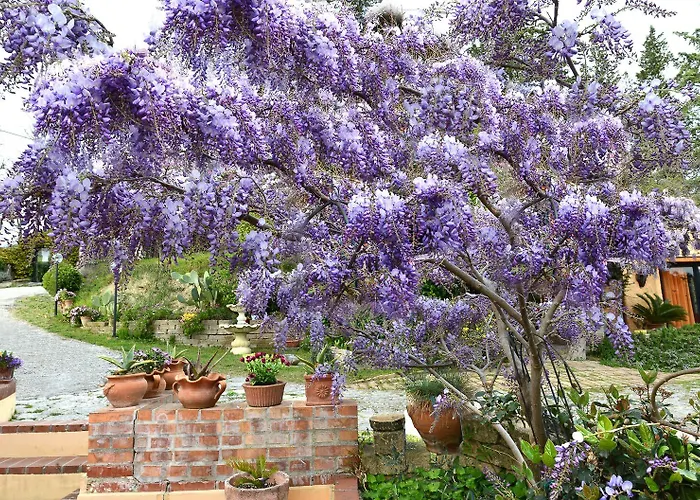 Glicine Bed & Breakfast 3*